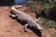crocodile.jpg