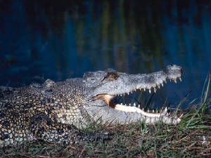 crocodile1.jpg