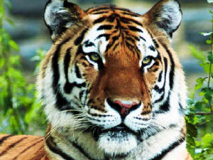 tiger-regal_1024x768.jpg