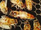 bees.jpg